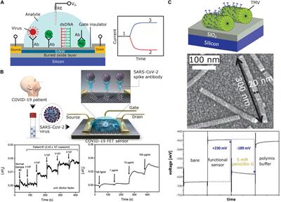 Field-Effect Sensors for Virus Detection: From Ebola to SARS-CoV-2 and Plant Viral Enhancers